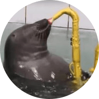 Sealwifsax