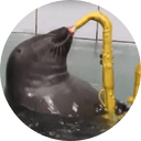 Sealwifsax